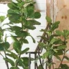 Raz 54" Potted Fiddle Leaf Fig Artificial Tree Decoration 3902097